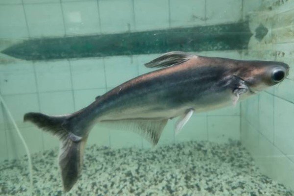 cá thành cát tư hãn 21