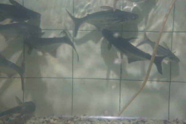 cá thành cát tư hãn 22