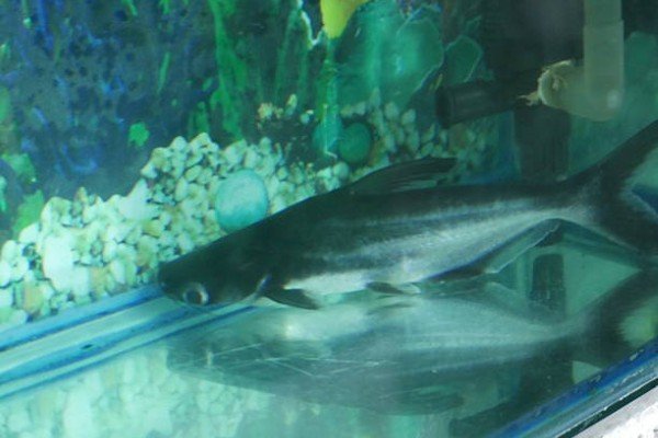 cá thành cát tư hãn 25