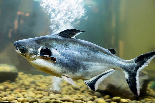 cá thành cát tư hãn 3