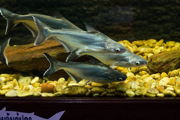 cá thành cát tư hãn 4