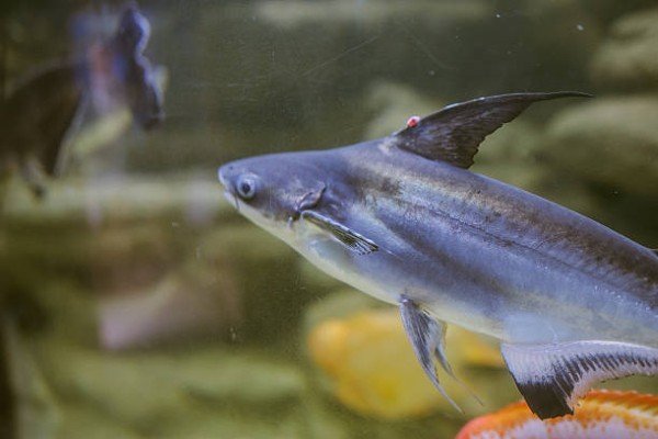 cá thành cát tư hãn 5