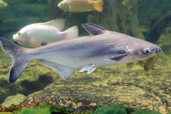 cá thành cát tư hãn 6