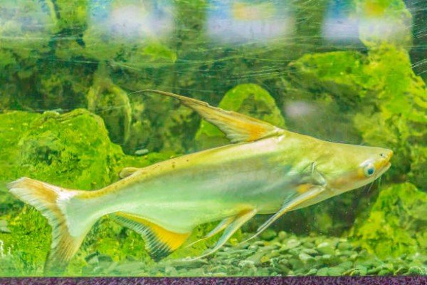 cá thành cát tư hãn 7