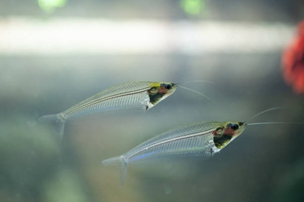cá thủy tinh 6