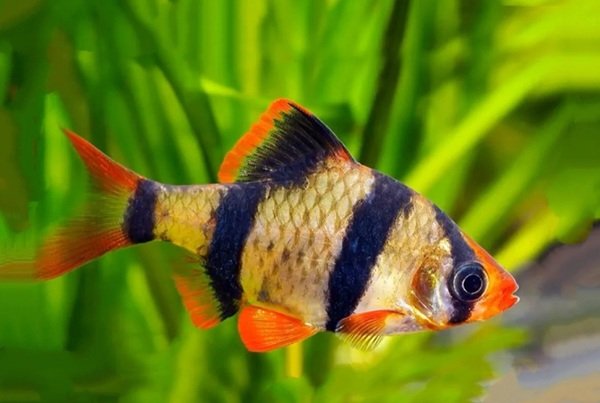 Cá Tứ Vân – Năng Động, Sọc Đen Cá Tính Và Rất Bắt Mắt