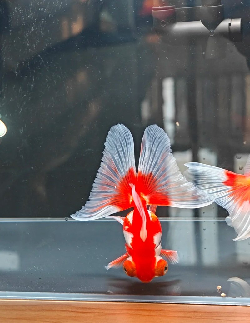 cá vàng 3 đuôi 11