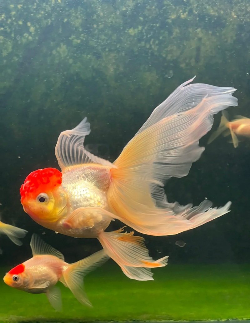 cá vàng 3 đuôi 12