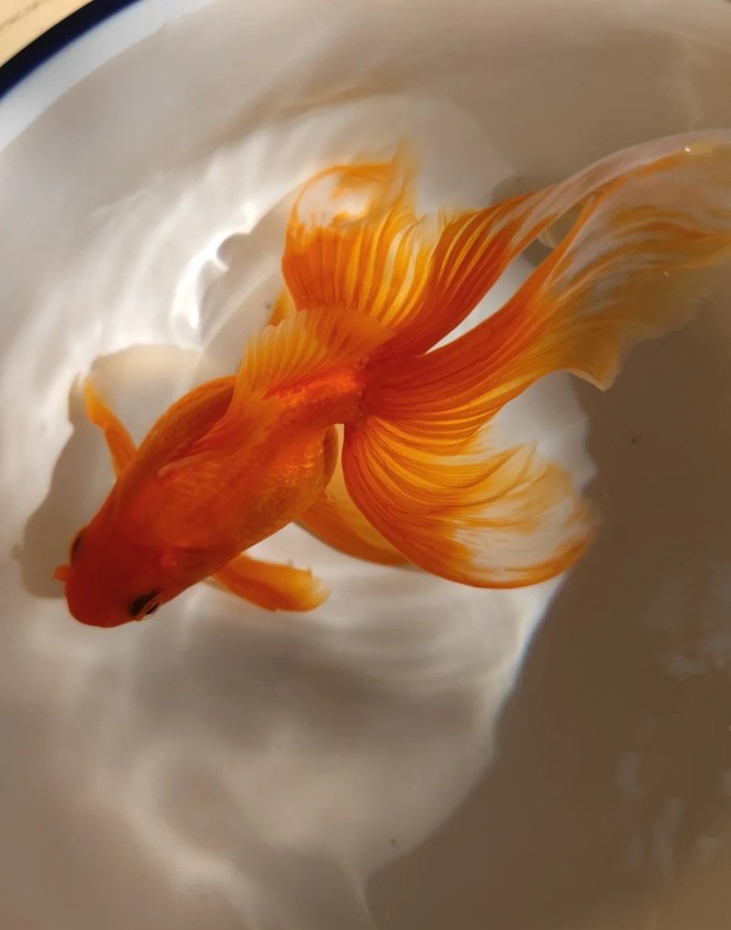 cá vàng 3 đuôi 13