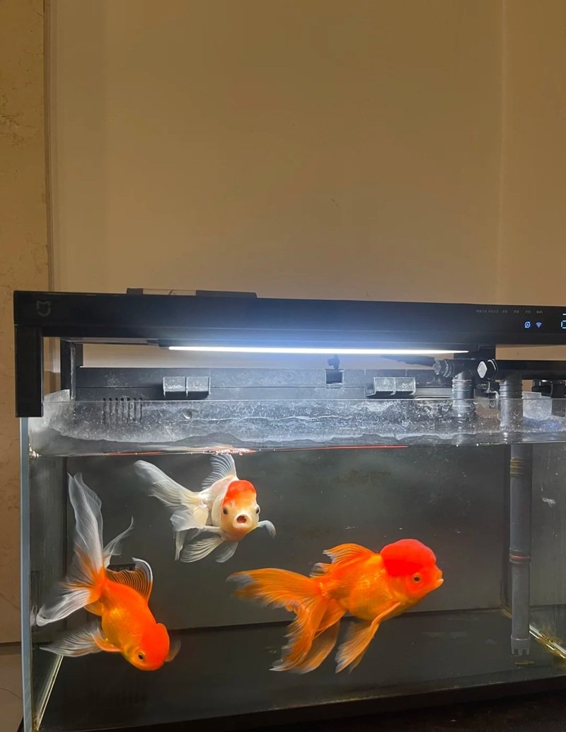 cá vàng 3 đuôi 14