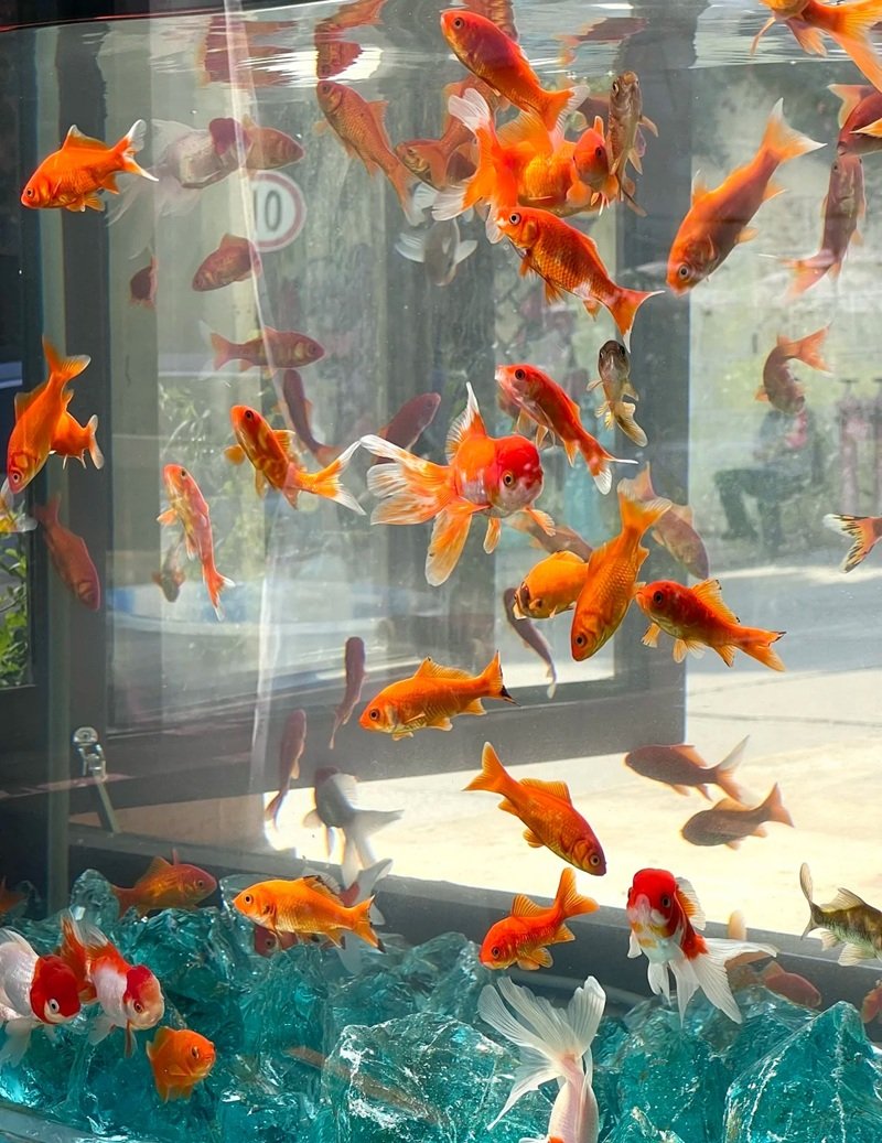 cá vàng 3 đuôi 15