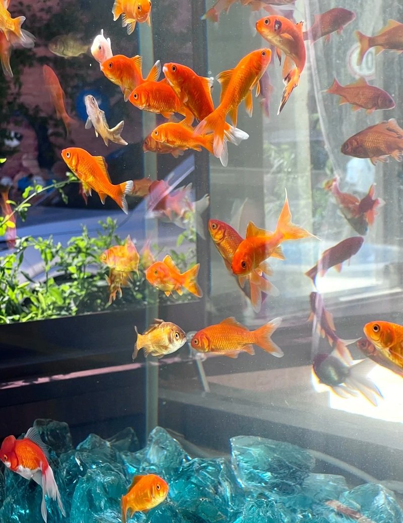 cá vàng 3 đuôi 16