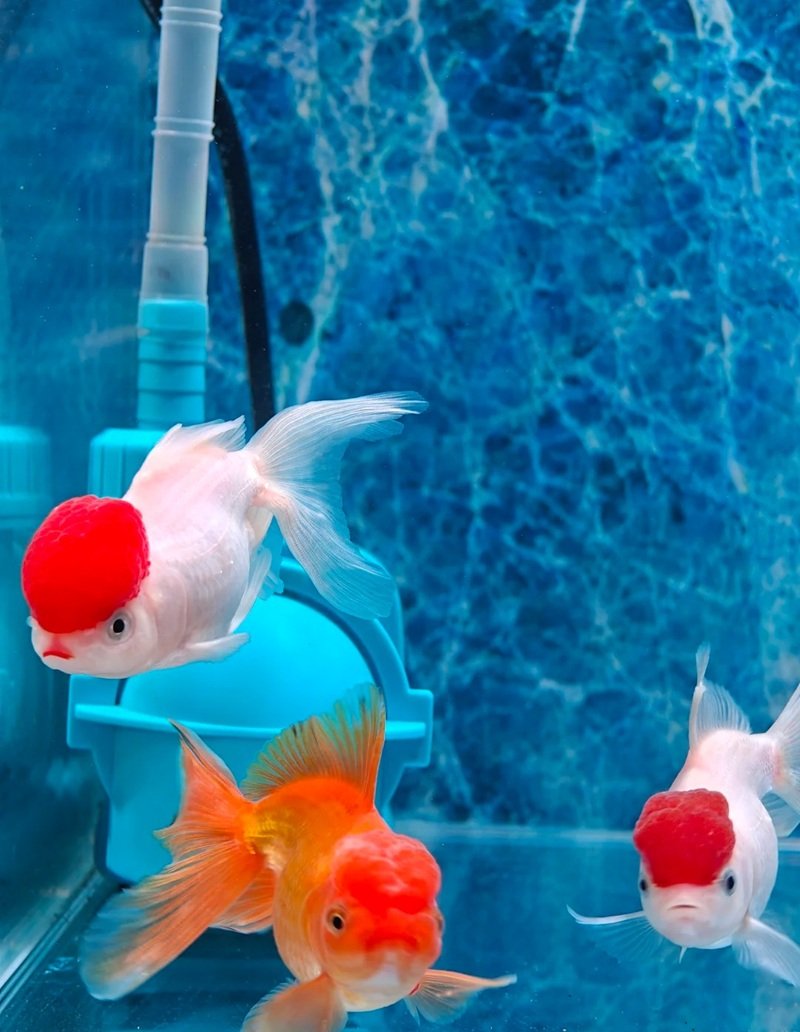 cá vàng 3 đuôi 17