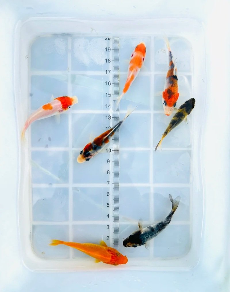 cá vàng 3 đuôi 18