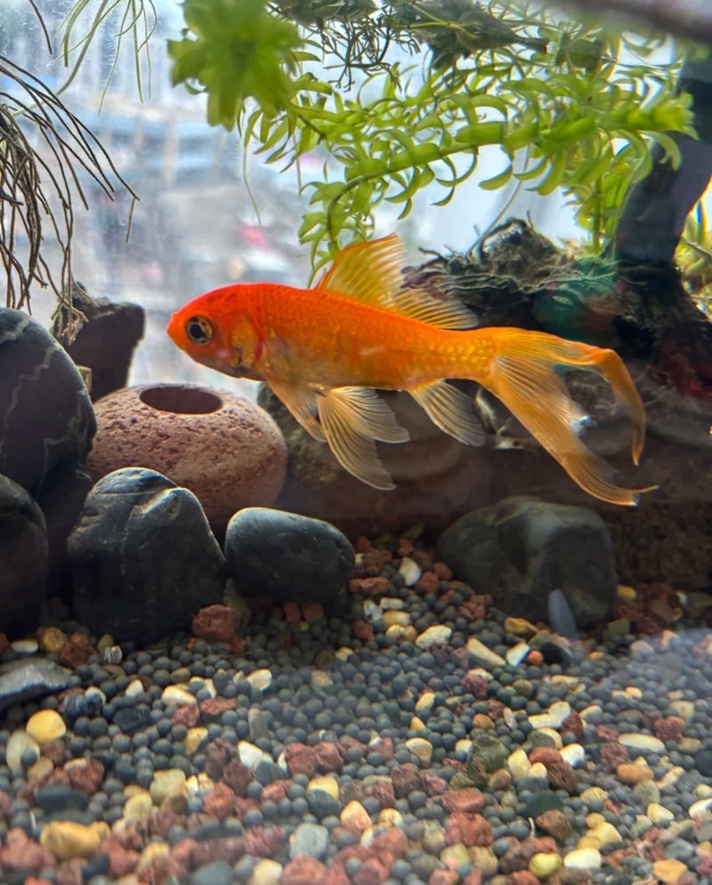 cá vàng 3 đuôi 19