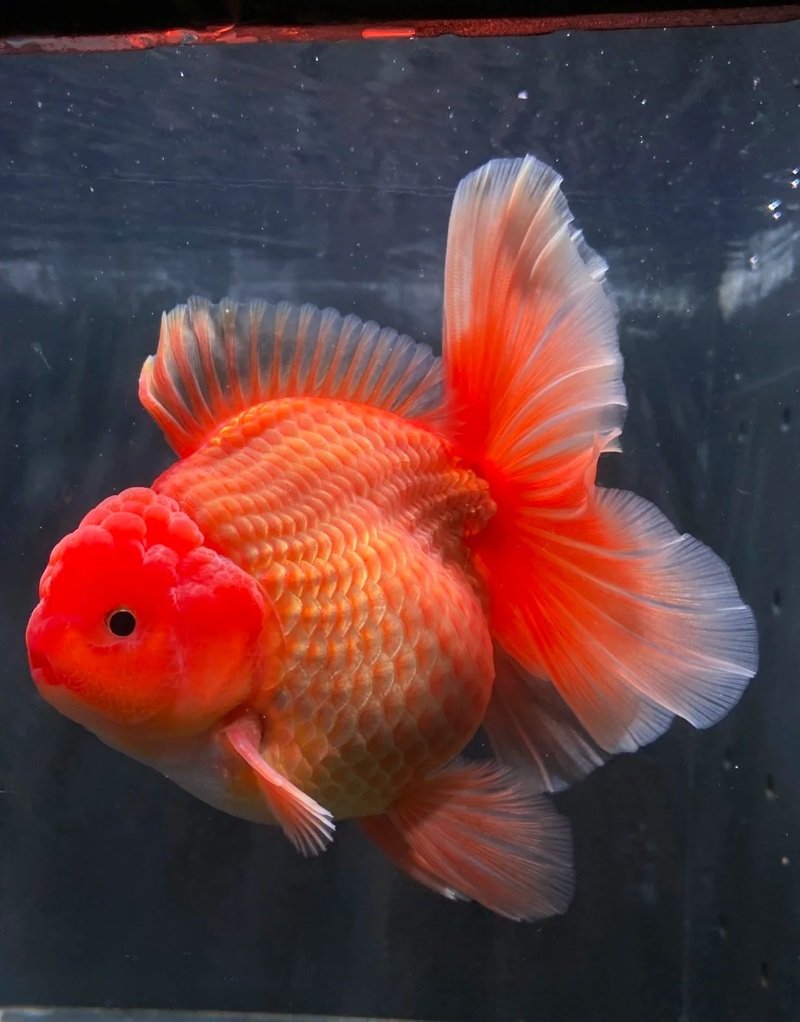 cá vàng 3 đuôi 2