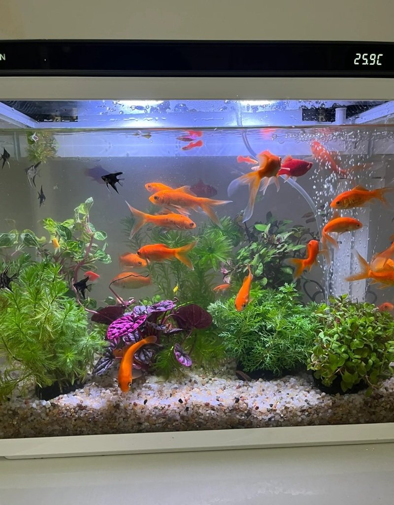 cá vàng 3 đuôi 21