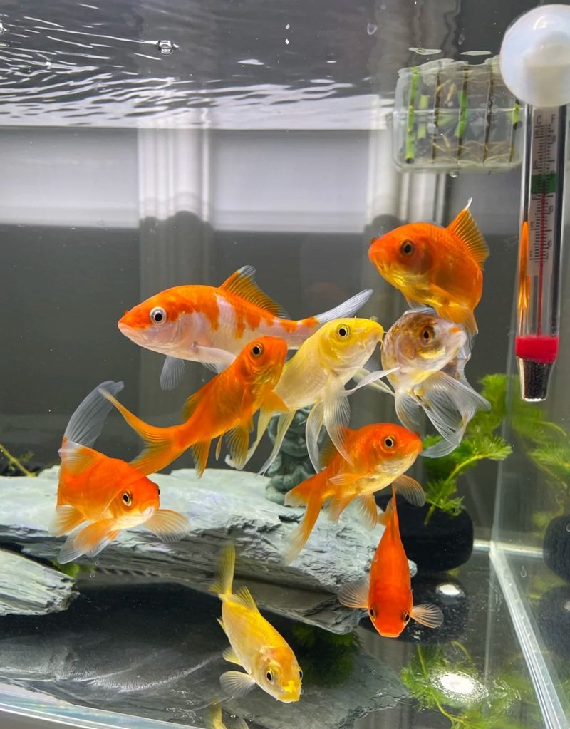 cá vàng 3 đuôi 22