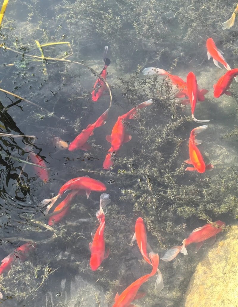 cá vàng 3 đuôi 23