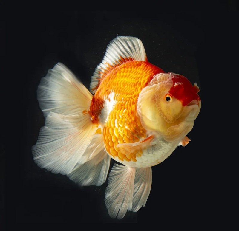 cá vàng 3 đuôi 26