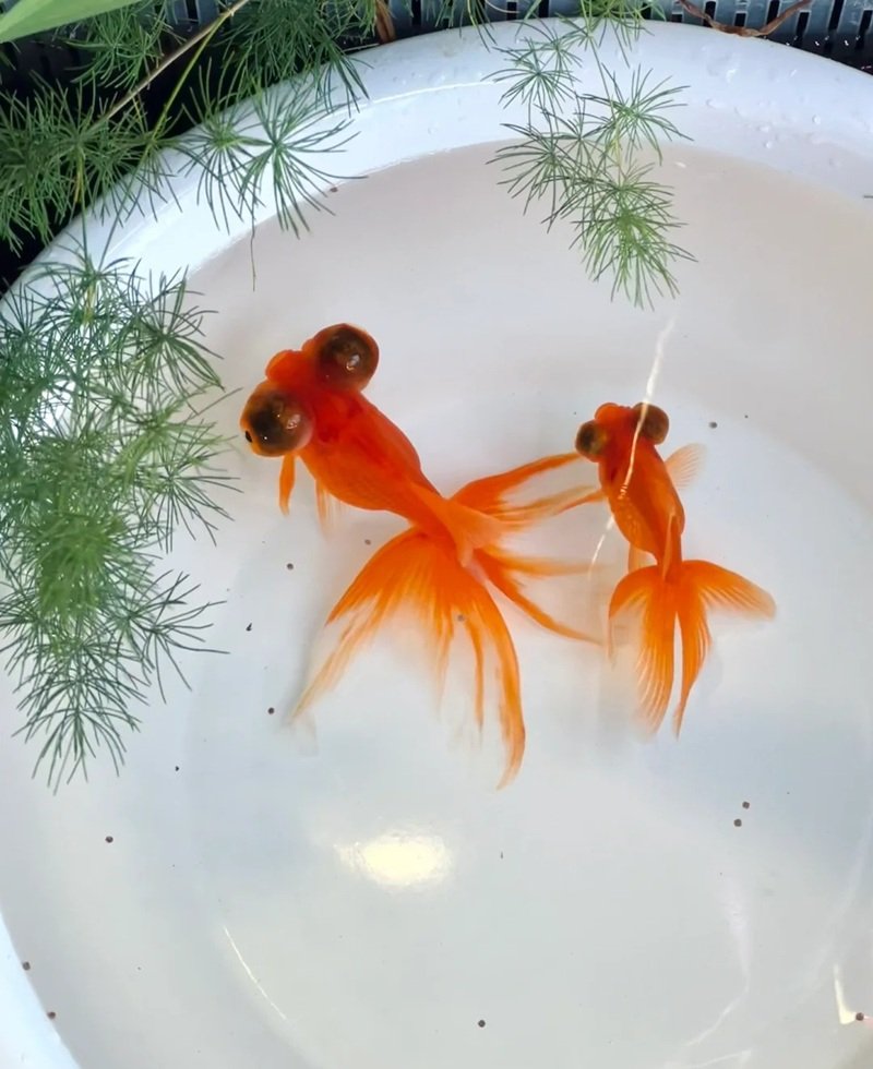 cá vàng 3 đuôi 27