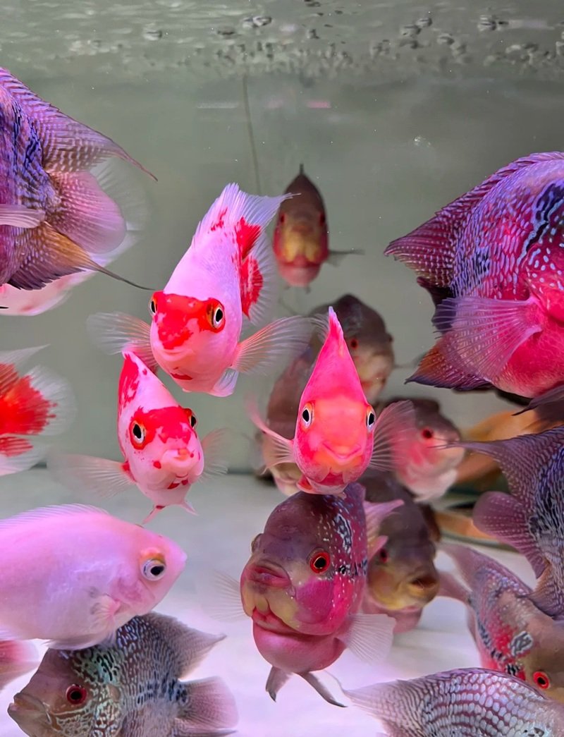 cá vàng 3 đuôi 28