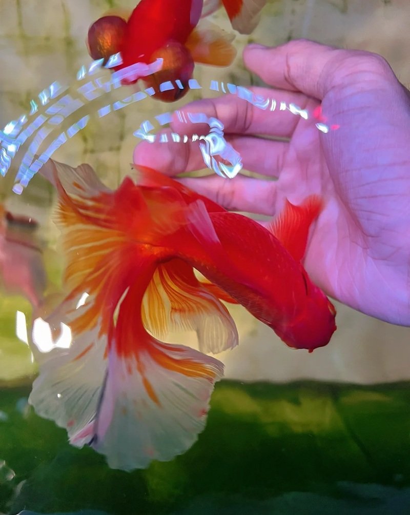 cá vàng 3 đuôi 29