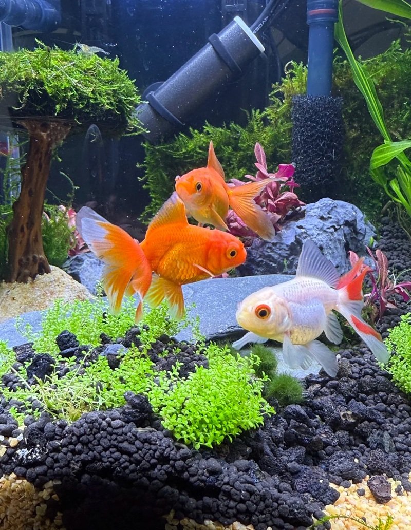 cá vàng 3 đuôi 3