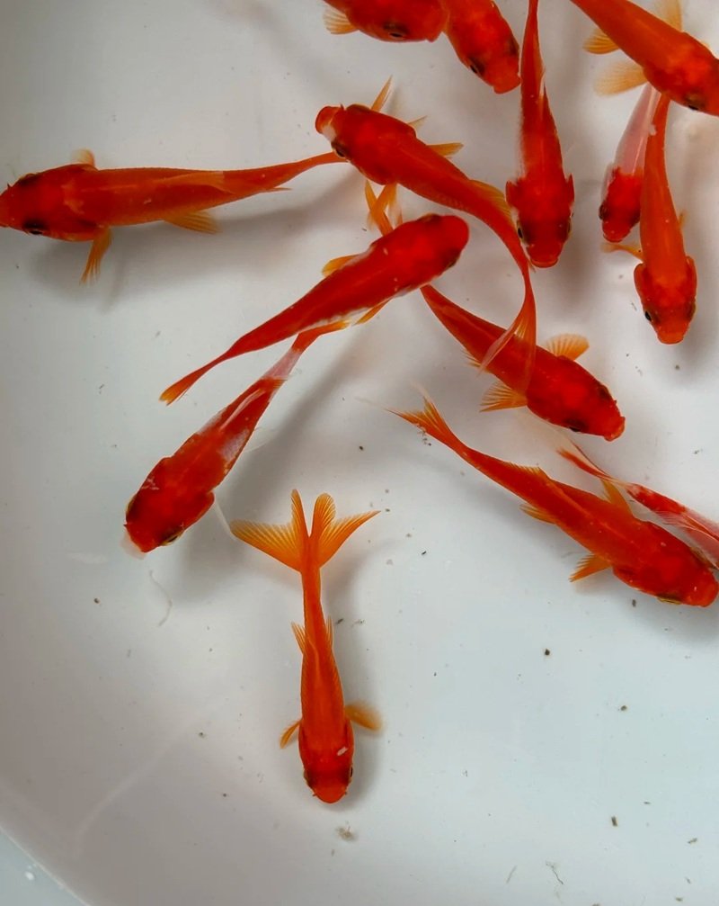 cá vàng 3 đuôi 30