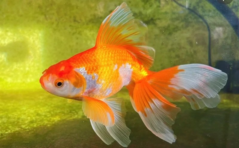 cá vàng 3 đuôi 31