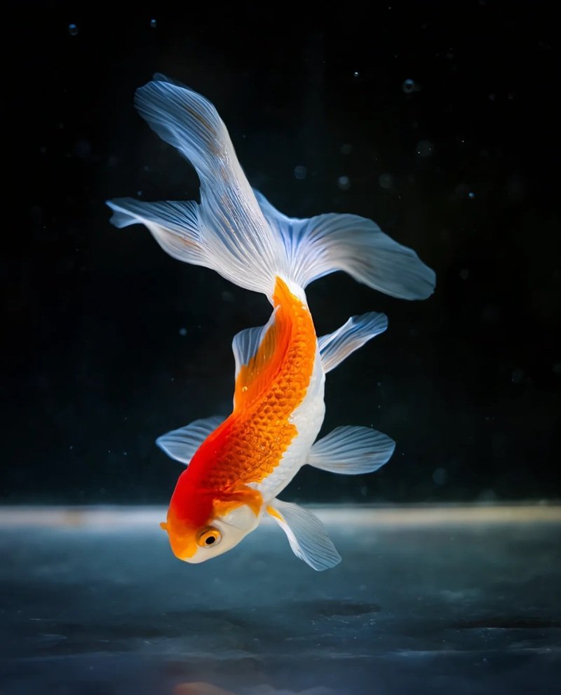 cá vàng 3 đuôi 32