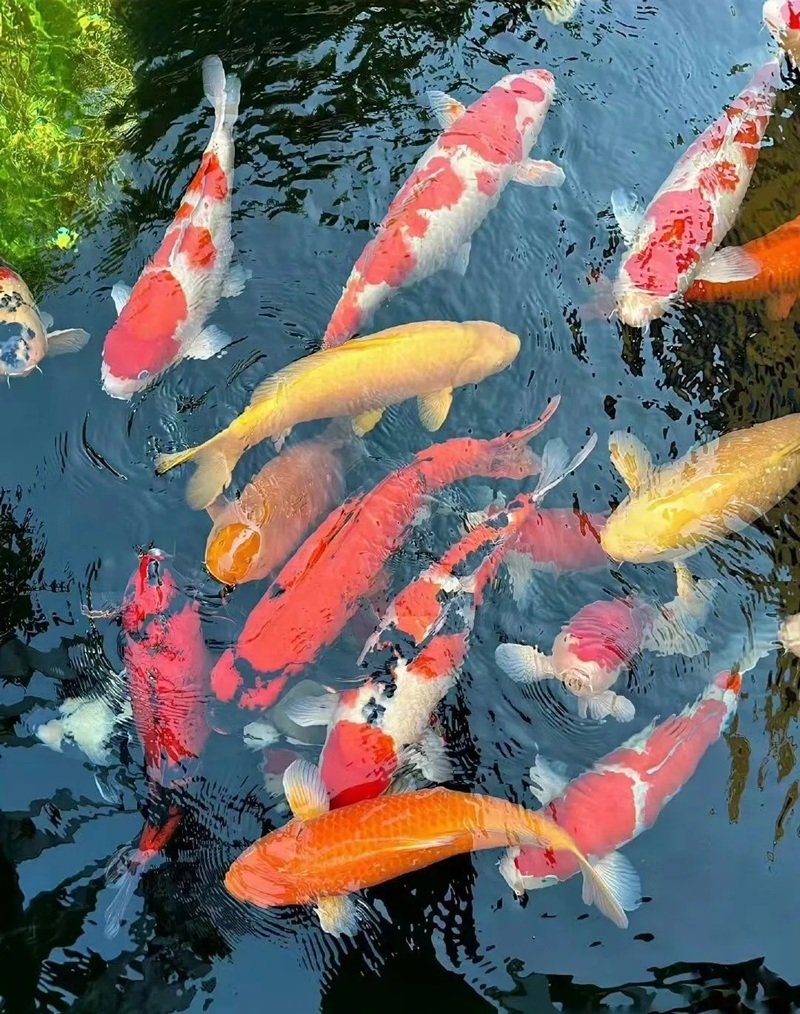 cá vàng 3 đuôi 34