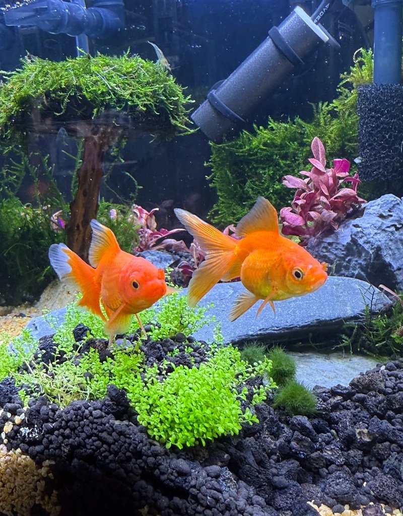 cá vàng 3 đuôi 4