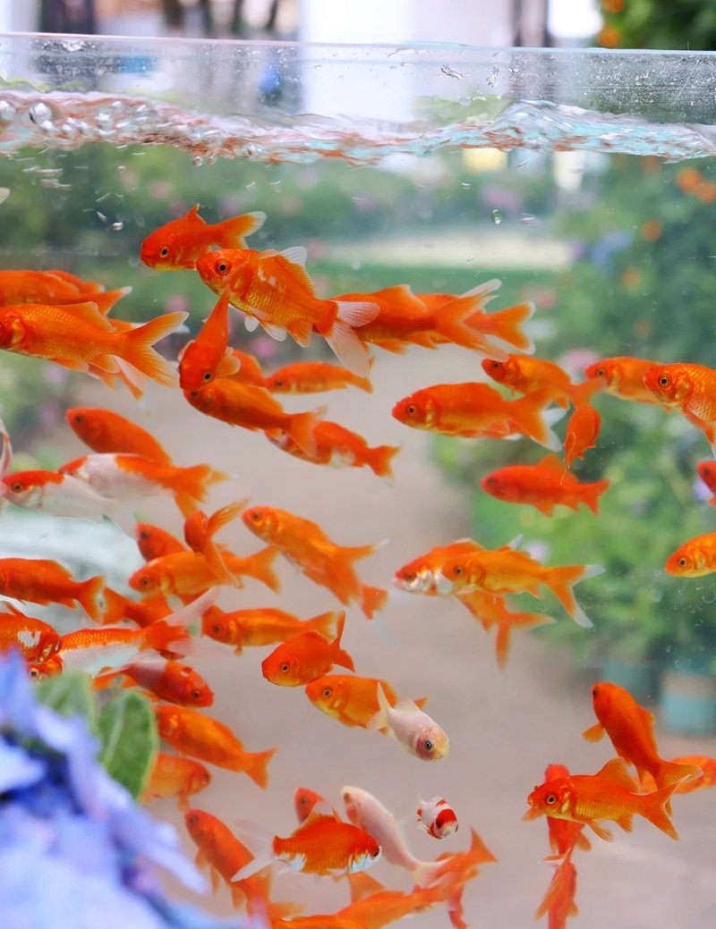 cá vàng 3 đuôi 5