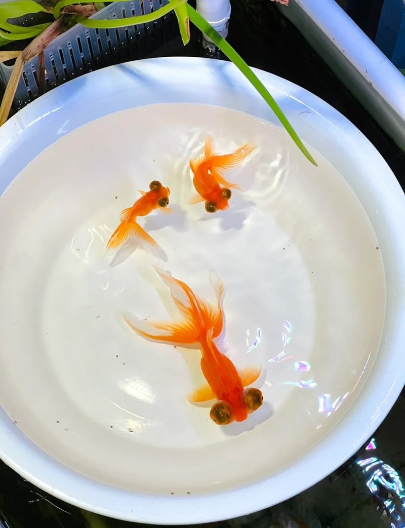 cá vàng 3 đuôi 6