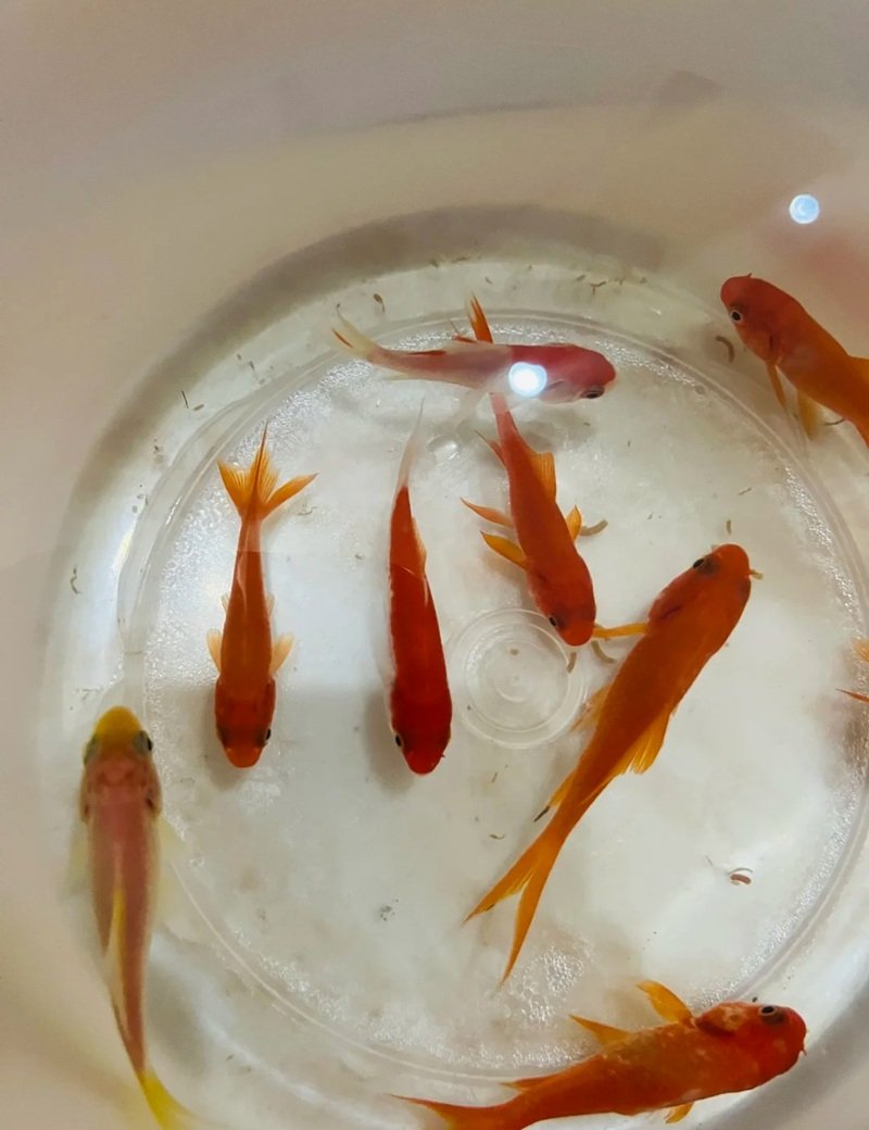 cá vàng 3 đuôi 7