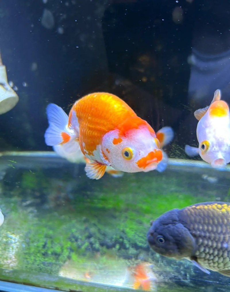 cá vàng 3 đuôi 8