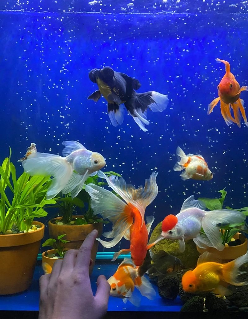 cá vàng 3 đuôi 9