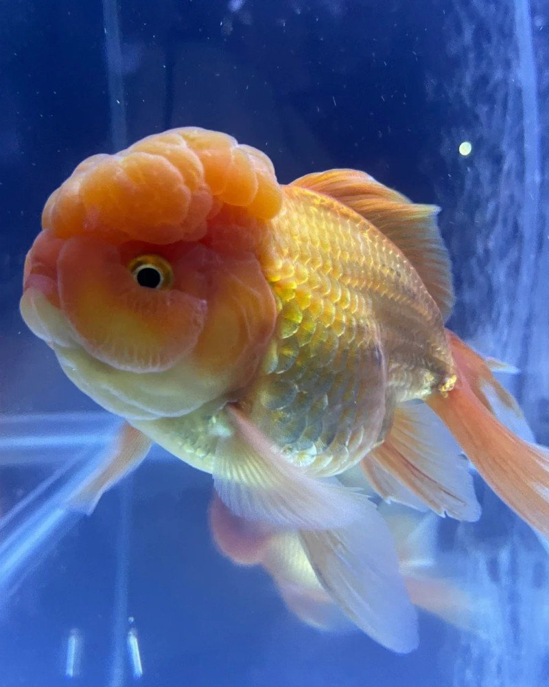 cá vàng đầu lân 1
