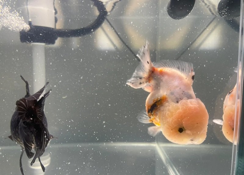 cá vàng đầu lân 10