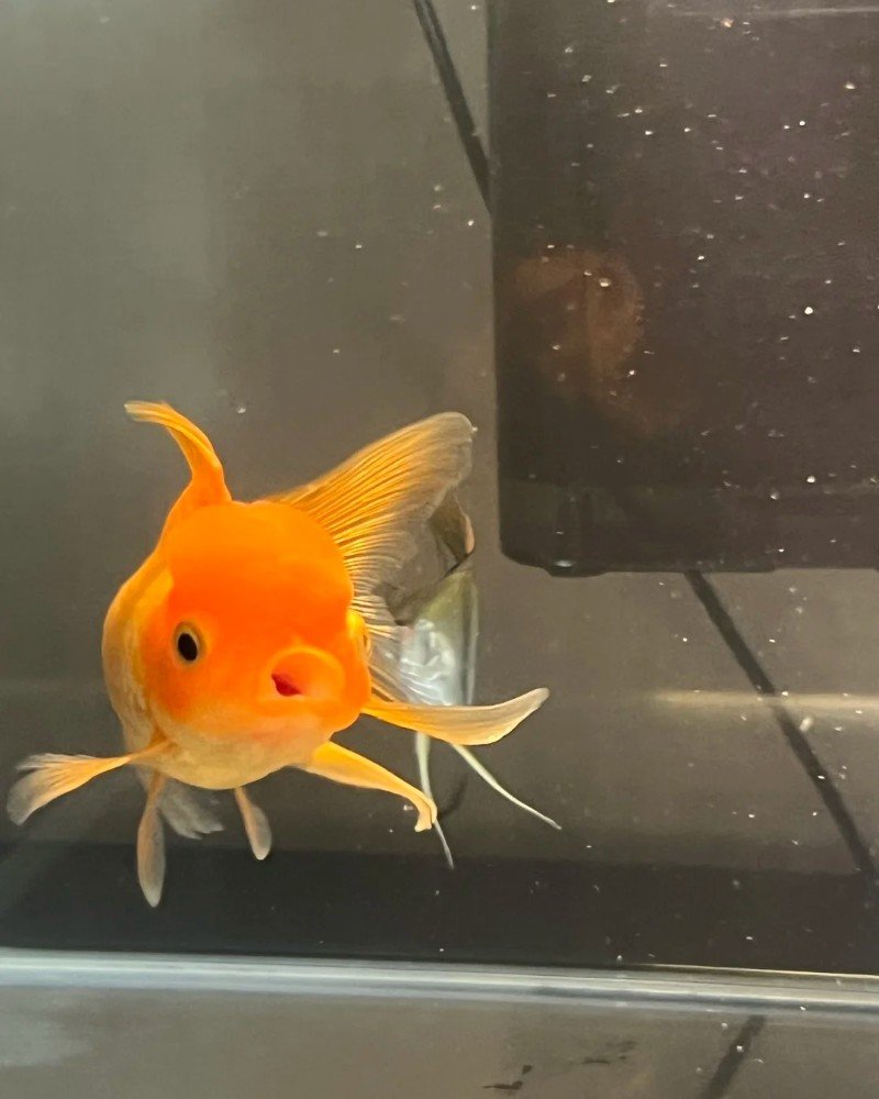 cá vàng đầu lân 11