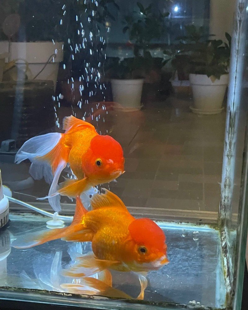 cá vàng đầu lân 12