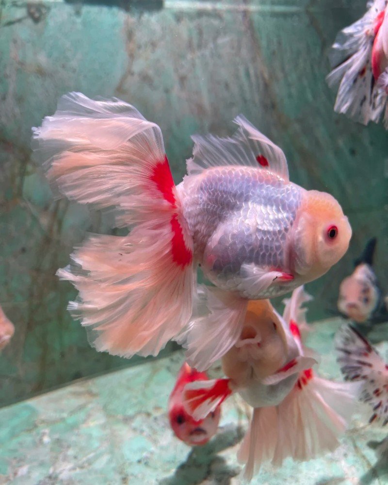 cá vàng đầu lân 13