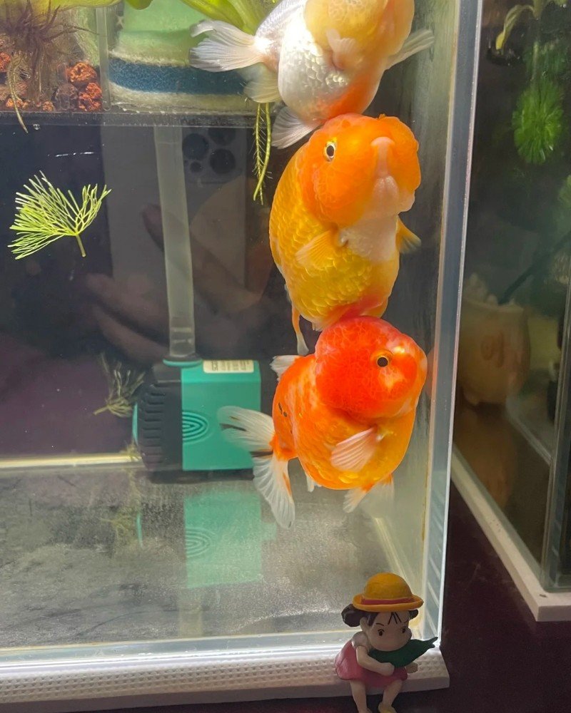 cá vàng đầu lân 14