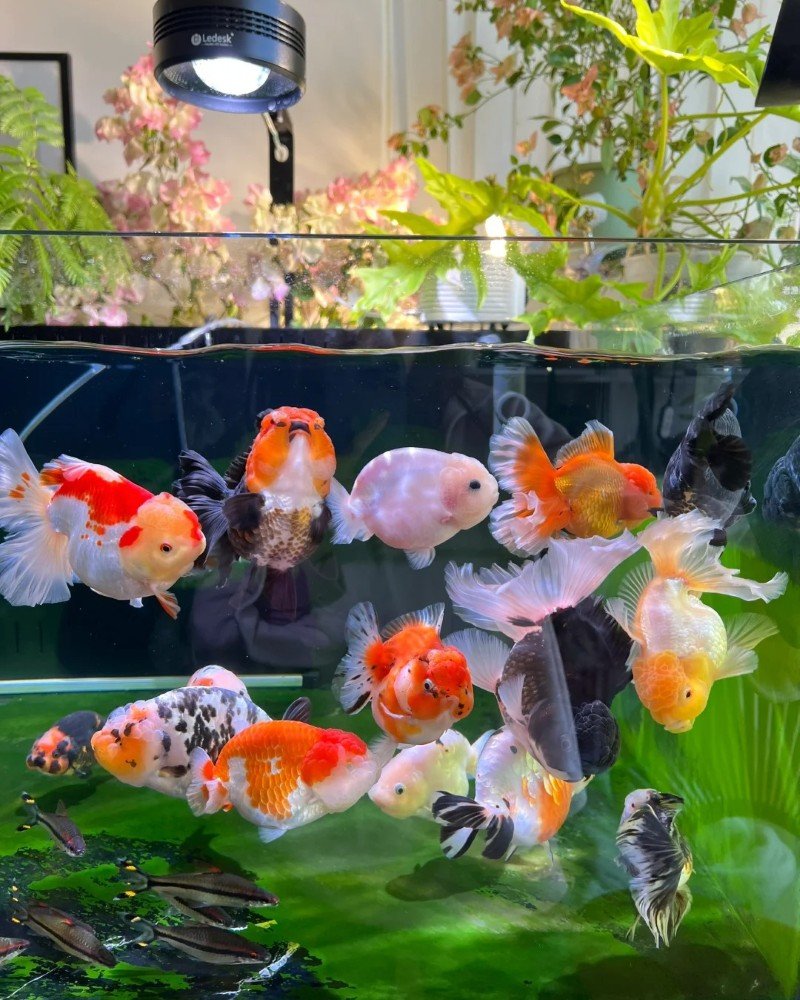 cá vàng đầu lân 16