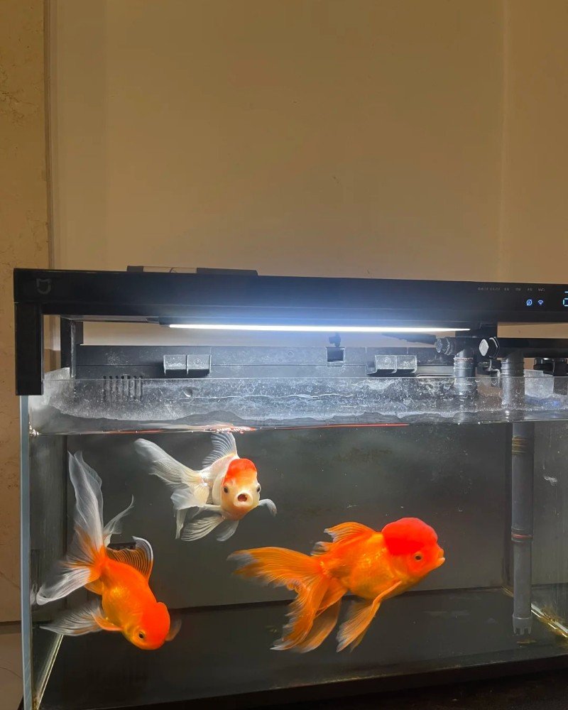 cá vàng đầu lân 17