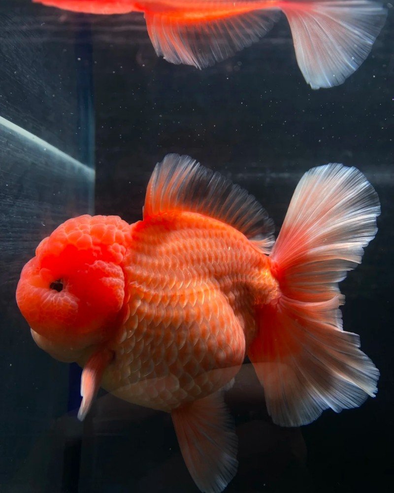 cá vàng đầu lân 18