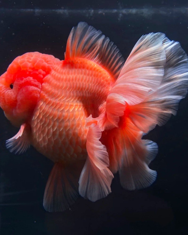 cá vàng đầu lân 19