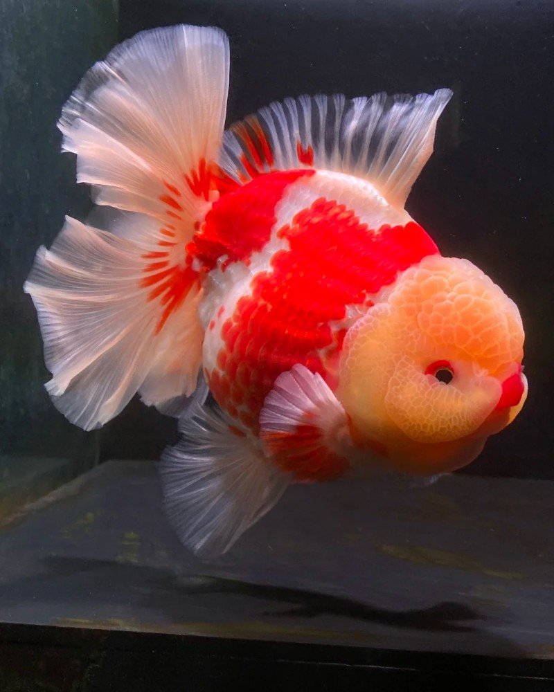 cá vàng đầu lân 2