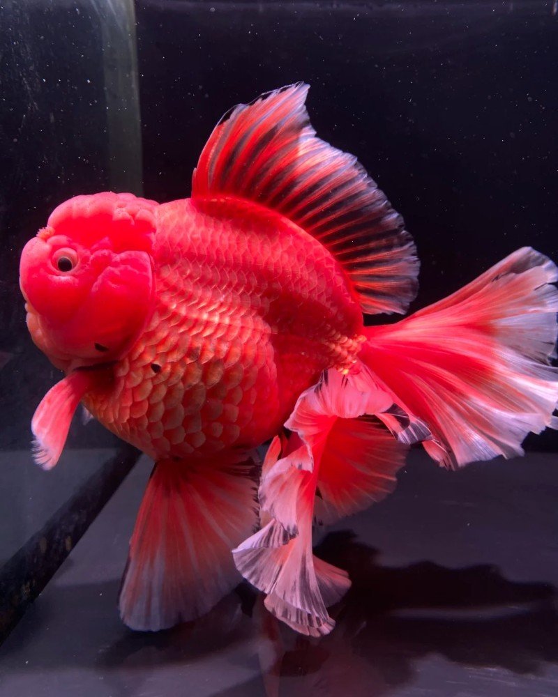 cá vàng đầu lân 20